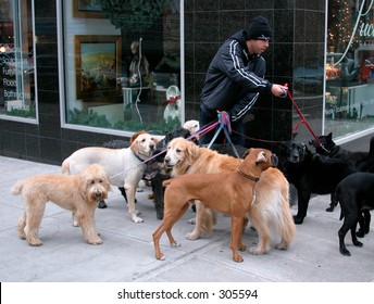 New York City Dog Walker In Manhattan