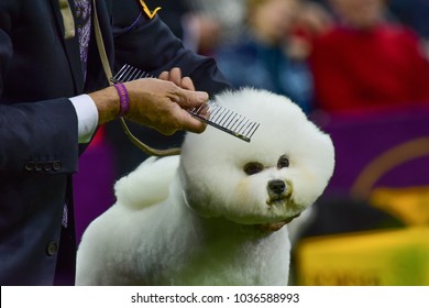 NEW YORK CITY - February 14 2018: The 142nd Westminster Kennel Club Dog Show Concluded With Selection Of Best In Show