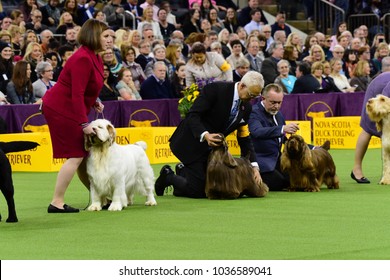 NEW YORK CITY - February 14 2018: The 142nd Westminster Kennel Club Dog Show Concluded With Selection Of Best In Show