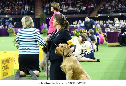 NEW YORK CITY - February 14 2018: The 142nd Westminster Kennel Club Dog Show Concluded With Selection Of Best In Show