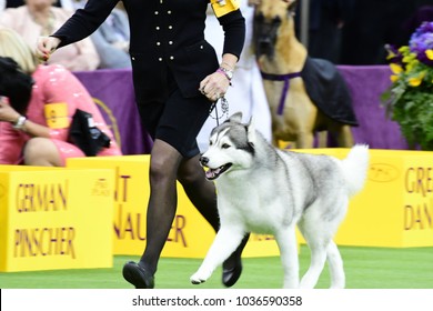 NEW YORK CITY - February 14 2018: The 142nd Westminster Kennel Club Dog Show Concluded With Selection Of Best In Show