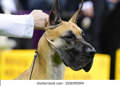 NEW YORK CITY - February 14 2018: The 142nd Westminster Kennel Club Dog Show Concluded With Selection Of Best In Show