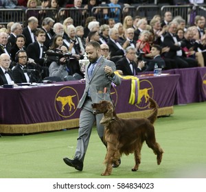 NEW YORK CITY - FEBRUARY 14 2017: The 141st Westminster Kennel Club Best In Show Concluded In Madison Square Garden. Irish Setter, Duffy, Second-place Winner With Handler Adam Bernardin