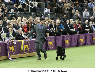 NEW YORK CITY - FEBRUARY 14 2017: The 141st Westminster Kennel Club Best In Show Concluded In Madison Square Garden. Toy Poodle With Handler