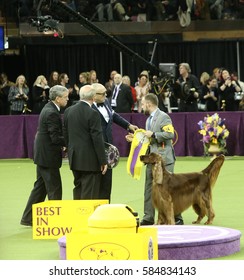 NEW YORK CITY - FEBRUARY 14 2017: The 141st Westminster Kennel Club Best In Show Concluded In Madison Square Garden. Irish Setter, Duffy, Second-place Winner With Handler Adam Bernardin