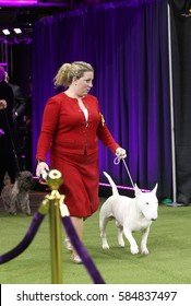 NEW YORK CITY - FEBRUARY 14 2017: The 141st Westminster Kennel Club Best In Show Concluded In Madison Square Garden. Bull Terrier Arrives On Stage Floor