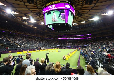 NEW YORK CITY - FEBRUARY 14 2017: The 141st Westminster Kennel Club Best In Show Concluded In Madison Square Garden