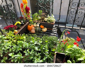 New York City Garden. Potted Plants Photographed On A New York City Fire Escape.