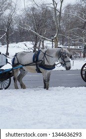 New York City Horse Drawn Carriage From Central Park On A Cold Winter Day With Snow Falling - Imagem