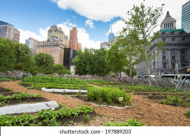 NEW YORK CITY - JUNE 6, 2014:  Battery Urban Farm Gardening Project In NYC. This One Acre Farm Is The Largest Educational Farm In Manhattan.