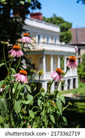 New York City, NY United States - June 30, 2022: Echinacea Coneflowers Outside Hamilton Grange National Memorial, The Colonial Home Of Founding Father Alexander Hamilton In St Nicholas Park.