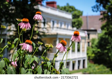 New York City, NY United States - June 30, 2022: Echinacea Coneflowers Outside Hamilton Grange National Memorial, The Colonial Home Of Founding Father Alexander Hamilton In St Nicholas Park.