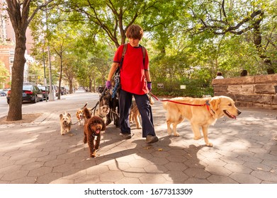 NEW YORK CITY - SEPTEMBER 23, 2010: Dog Walker Walking Dogs On The Upper West Side