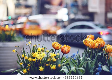 New York City Spring Street Tulip Flowers