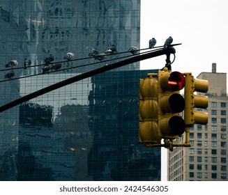 New York City Traffic Light and Pigeons  - Powered by Shutterstock