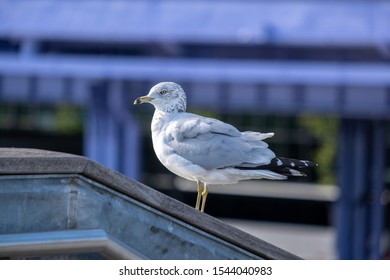 New York City - USA - Oct 18 2019: Pier 15 At The South Street Seaport At Daytime In Autumn