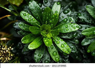 New York City, New York / USA - September 8 2020: Green Leaves With Rain Droplets. Plants After The Rain. Close Up Macro Photography. Nature Of New York, In Central Park. Dew On Green Leaf. Macrophoto