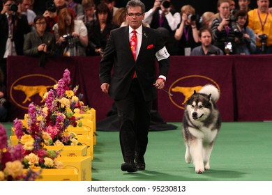 NEW YORK - FEBRUARY 14: The Alaskan Malamute  Performs At The Westminster Kennel Club Dog Show On February 14, 2012 In New York City.