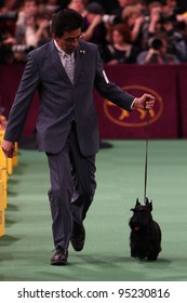 NEW YORK - FEBRUARY 14: The Scottish Terrier Performs At The Westminster Kennel Club Dog Show On February 14, 2012 In New York City.