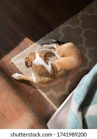 New York, New York - January 2020: Adopted Dog Relaxing And Soaking In The Afternoon Sunlight In Her Upper West Side Coop Apartment