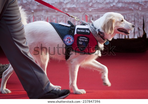 NEW YORK - NOV 11, 2014:\
A disabled veteran service dog walks on the red carpet in the 2014\
America\'s Parade held on Veterans Day in New York City on November\
11, 2014.