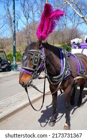 NEW YORK, NY -22 MAR 2022- View Of A Horse Drawn Carriage, A Popular Tourist Attraction Around Central Park In Manhattan, New York.