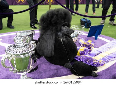 New York, NY - February 11, 2020: Winner Of Best In Show Standard Poodle Named Siba Poses With Trophies 144th Westminster Kennel Club Dog Show At Madison Square Garden