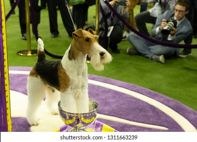 New York, NY - February 12, 2019: Wire Fox Terrier Named King Won Best In Show During 143rd Westminster Kennel Club Dog Show At Medison Square Garden