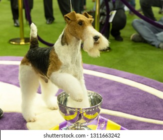 New York, NY - February 12, 2019: Wire Fox Terrier Named King Won Best In Show During 143rd Westminster Kennel Club Dog Show At Medison Square Garden