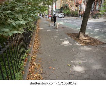 New York, NY, USA - April 27, 2020: Dog Walker On The Sidewalk Adjoining Washington Square Park