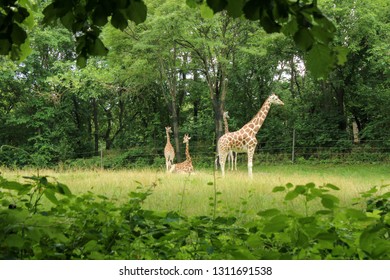 New York Ny Usa July 5th Stock Photo 1311691538 | Shutterstock