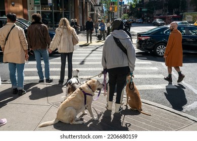 New York NY USA-September 23, 2022 Dog Walker With Her Charges In Chelsea In New York