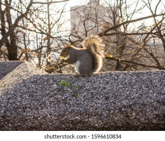 New York NY/USA-December 22, 2019 An Eastern Gray Squirrel In Marcus Garvey Park In New York