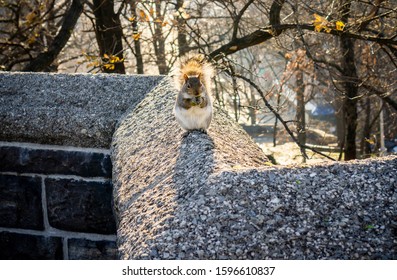 New York NY/USA-December 22, 2019 An Eastern Gray Squirrel In Marcus Garvey Park In New York