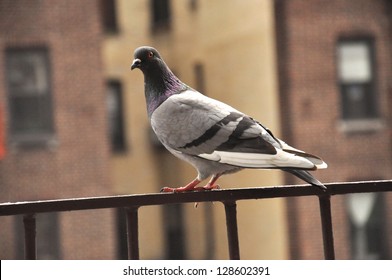 New York Pigeon Sitting On Fire Escape