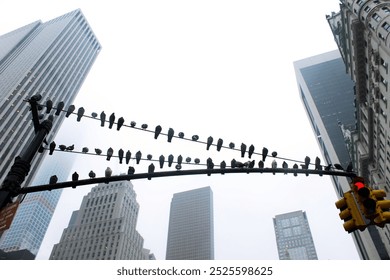 New York Pigeons on Traffic Lights - Powered by Shutterstock