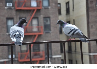 New York Pigeons Sitting On Fire Escape