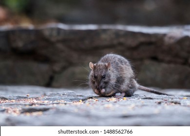 New York, United Stated; 11 23 2017: Rat seen eating seeds in Central Park - Shutterstock ID 1488562766