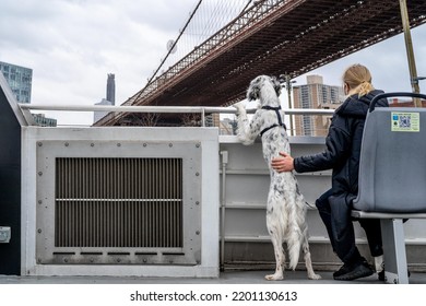 New York, New York USA 3.31.2022: Dog And Owner Enjoy The View Off A NYC Ferry Under The Brooklyn Bridge