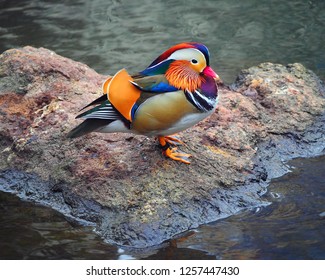 New York, New York, USA Dec 12, 2018: Mandarin Duck In Central Park In NYC, USA