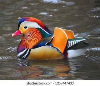 New York, New York, USA Dec 12, 2018: Mandarin Duck In Central Park In NYC, USA