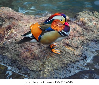 New York, New York, USA Dec 12, 2018: Mandarin Duck In Central Park In NYC, USA