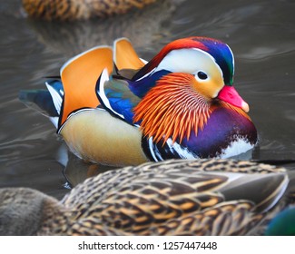 New York, New York, USA Dec 12, 2018: Mandarin Duck In Central Park In NYC, USA