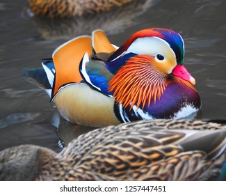 New York, New York, USA Dec 12, 2018: Mandarin Duck In Central Park In NYC, USA