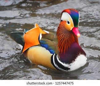 New York, New York, USA Dec 12, 2018: Mandarin Duck In Central Park In NYC, USA