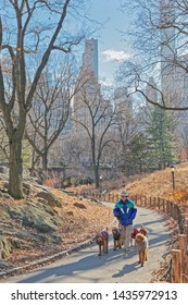 NEW YORK, USA - JANUARY 15, 2018: Dog Walker In Central Park By The Rocks In Winter Season.