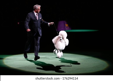 NEW YORK-FEB 11: Ally, A Standard Poodle, With Handler Tim Brazier Wins Reserved Best In Show At 138th Westminster Kennel Club Dog Show At Madison Square Garden On February 11, 2014  In New York City.