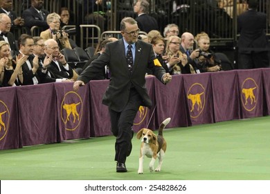 NEW YORK-FEB 17: Miss P, A 15-inch Beagle Is Shown By William Alexander Before Winning Best In Show Award At The 139th Annual Westminster Kennel Club Dog Show On February 17, 2015 In New York City. 