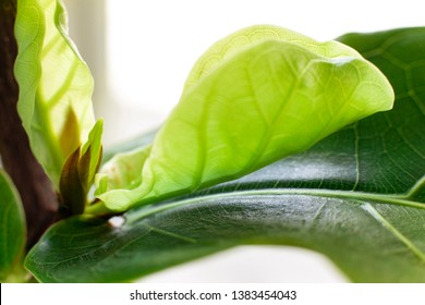 New Young Leafs Of Fiddle Leaf Fig.