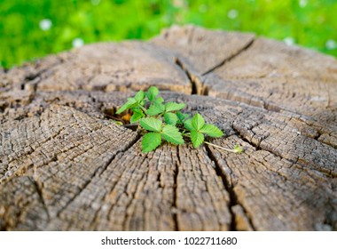 New Young Sprout Growing From Old Dead Tree Stump. Recycle And Renewal Concept. Growth Potential From Dead Cracked Aged Wood.